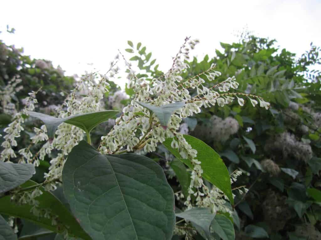 Japanese Knotweed Mortgage